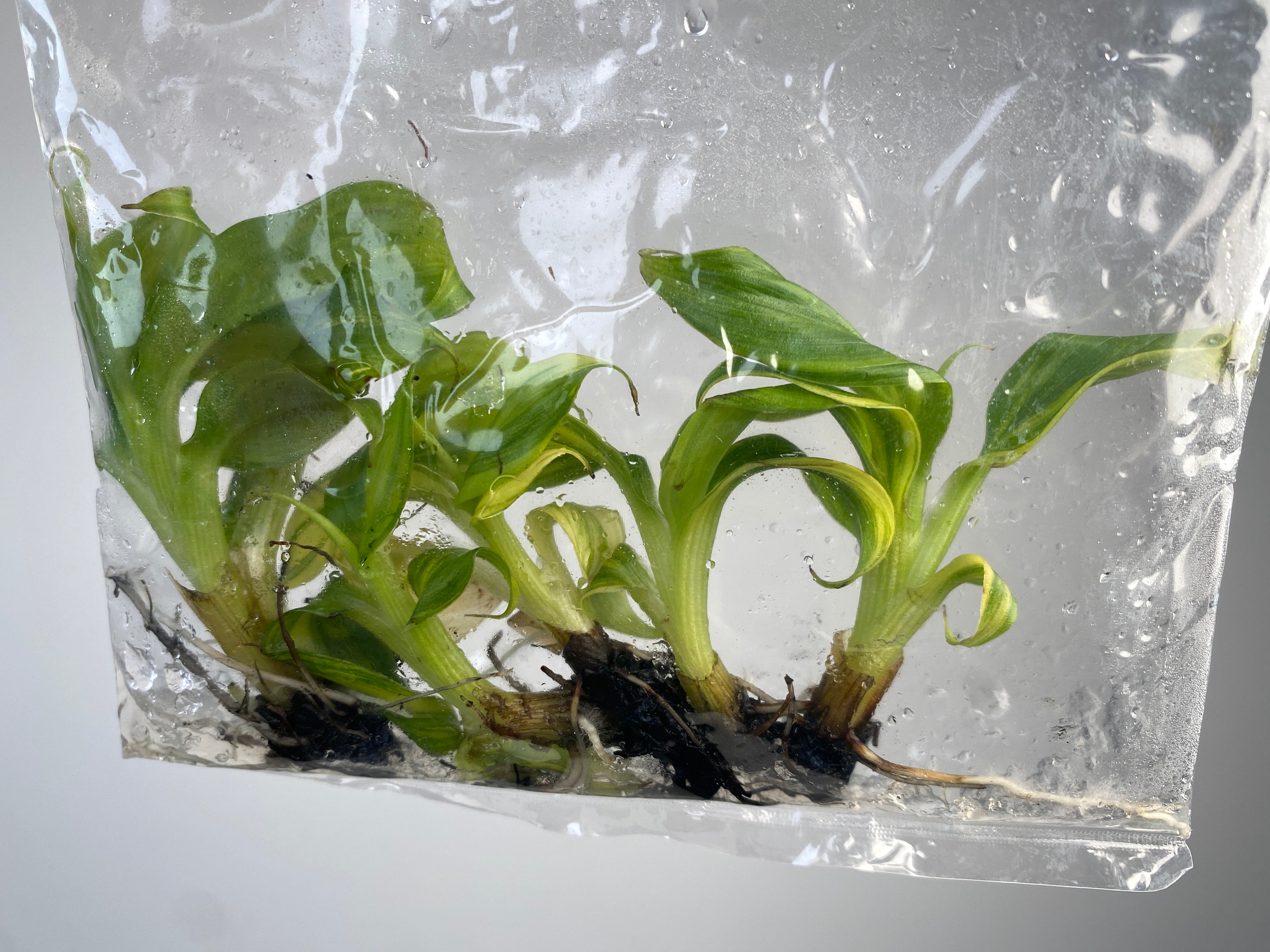 Musa 