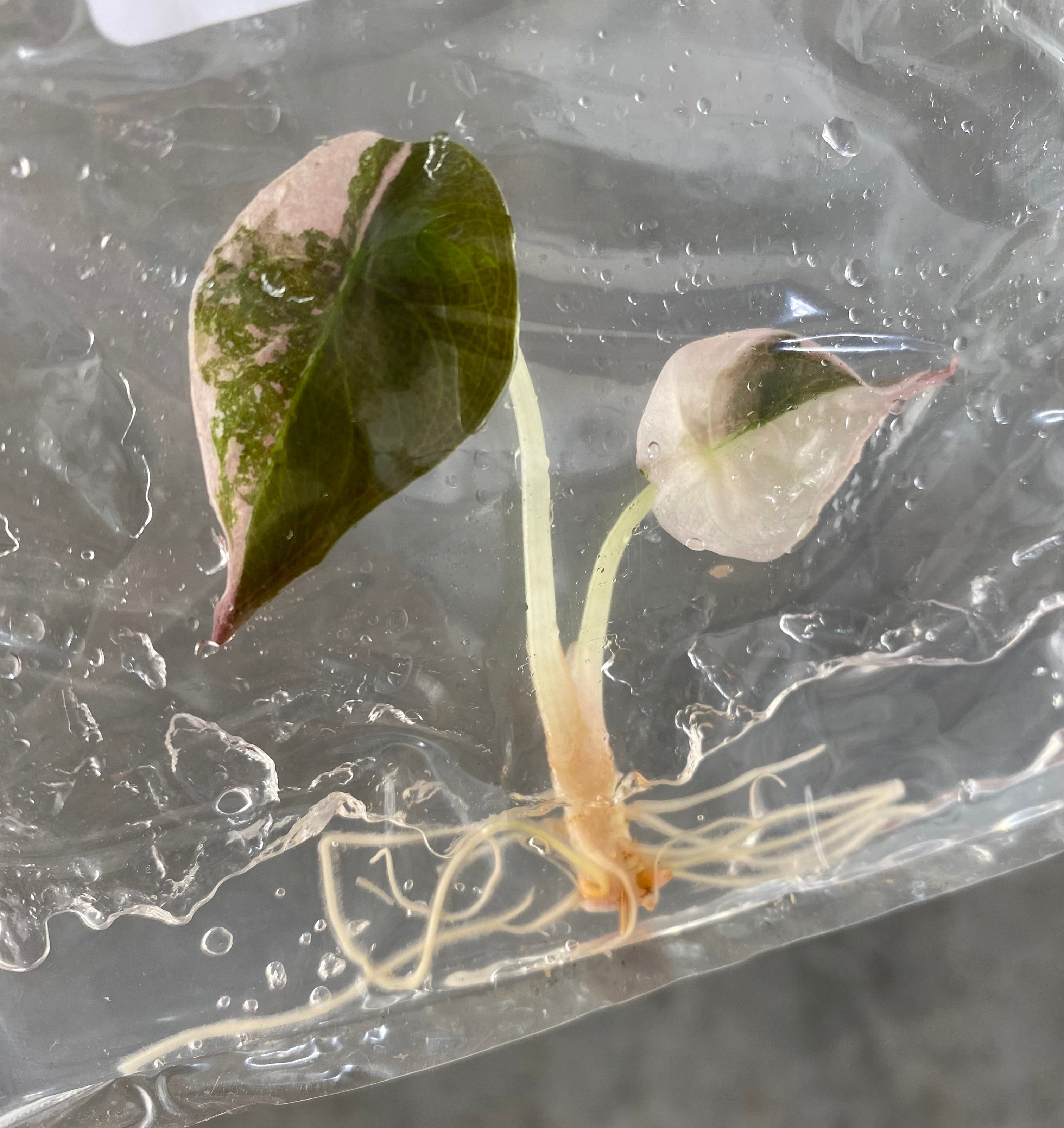 Alocasia cuprea 