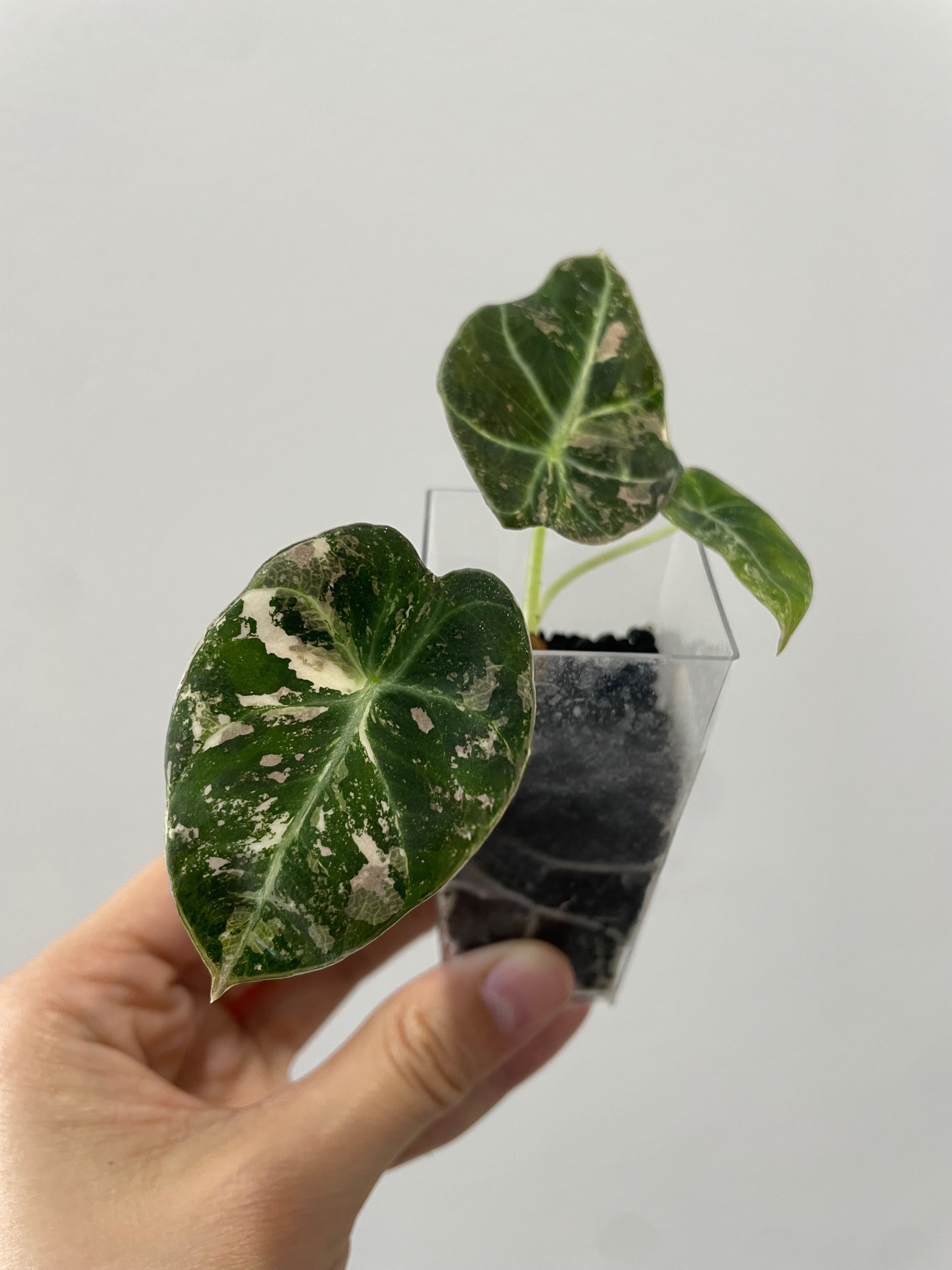 【Nyoqi1-1】Alocasia Black Velvet Pink(TC) Alocasia reginula 