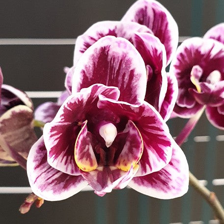 50f14747-ed01-4943-9053-57242e097b88.jpg