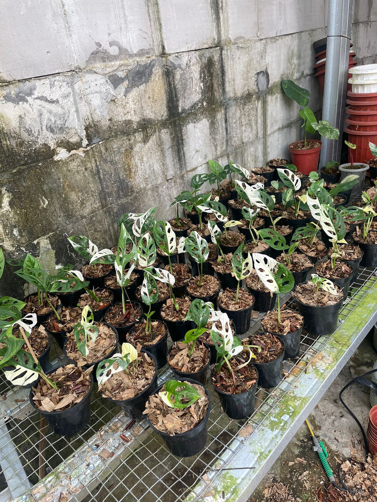 Monstera adansonii "Albo" variegated Small 1-2 Leaf