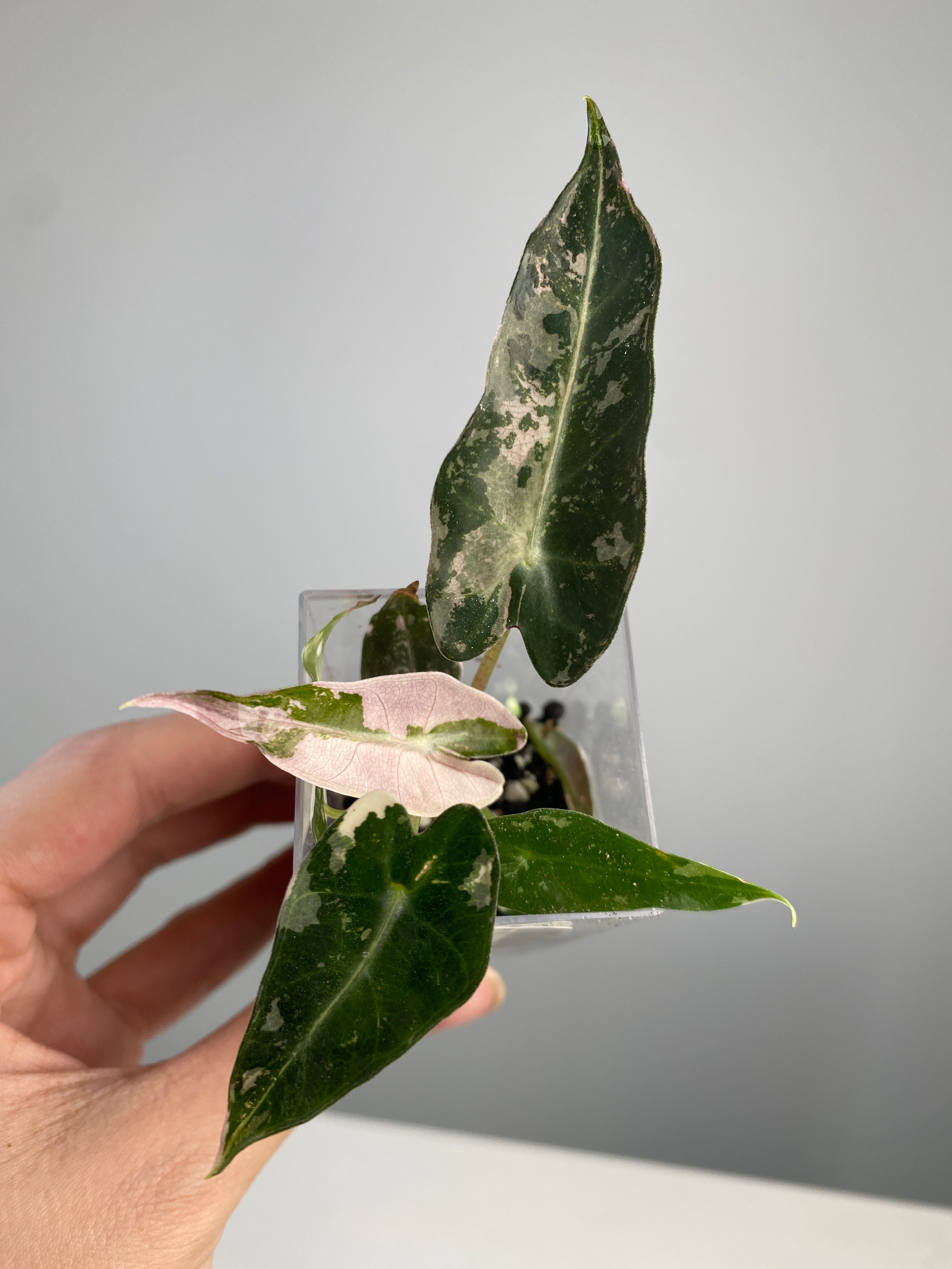 アロカシアbambino pink-albo NO3・ninja var NO3 アロカシアbambino pink-albo NO3・ninja var NO3 - メルカリ