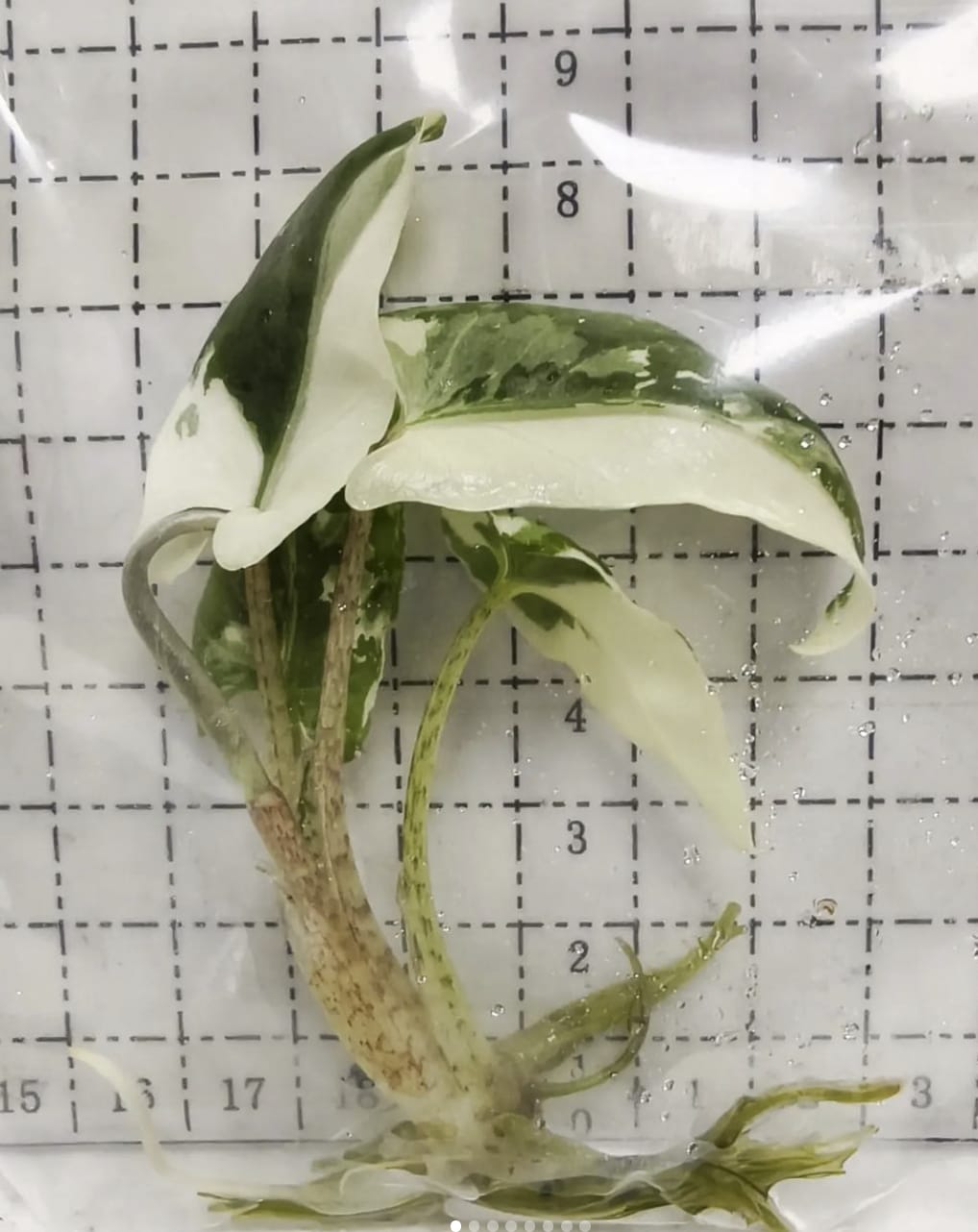 その他観葉植物 Alocasia Lauterbachiana Albo variegata Alocasia Lauterbachiana Albo Variegated – Lauderdale Aroid House