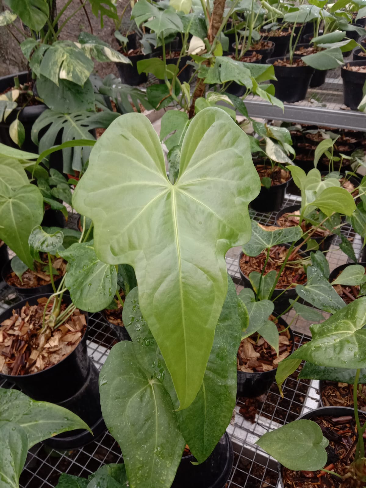 Anthurium × macrolobium