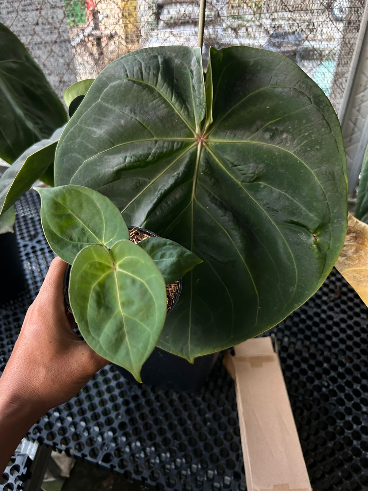 Anthurium hoffmannii pure