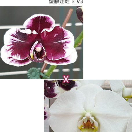 58d3e803-a03c-489b-9465-11f1850bf761.jpg