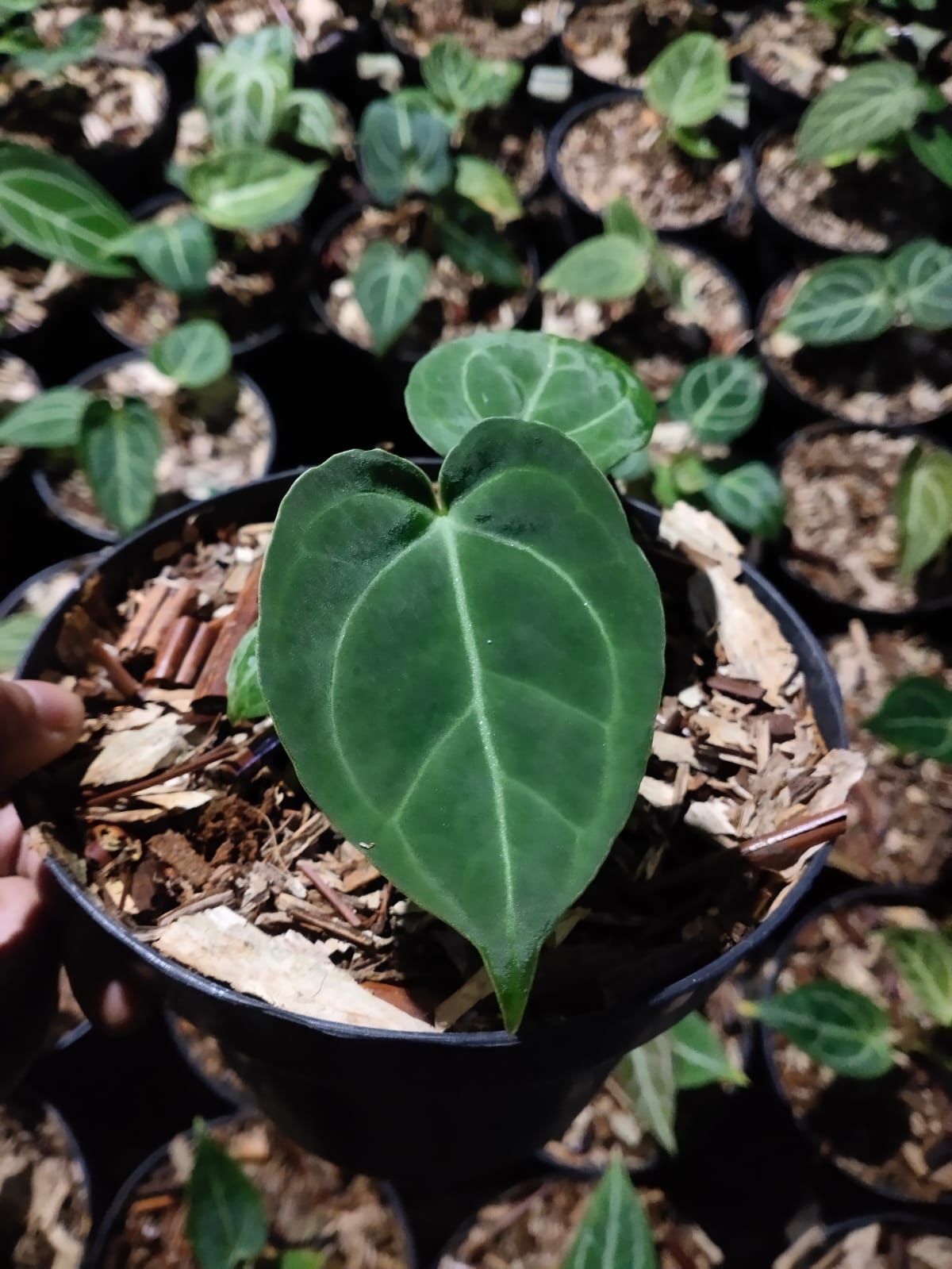 Anthurium papillilaminum "Dark Form" × crystallinum "Dorayaki"