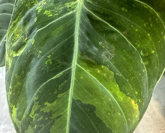 Philodendron melanochrysum variegated TC Plantlet