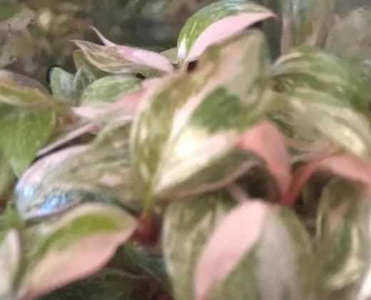 Philodendron Pink Princess "Galaxy" variegated / "Marble" TC Plantlet