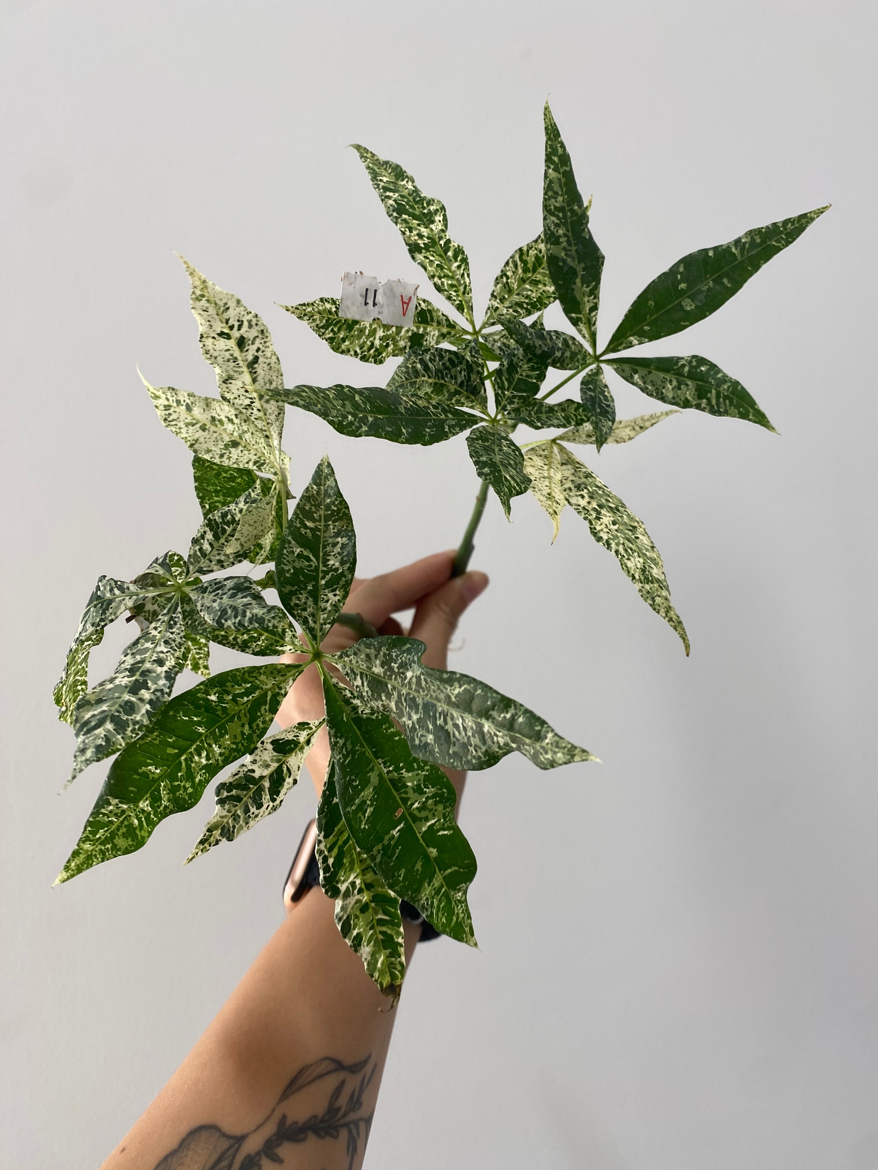 Pachira glabra 'Milky Way' variegated 2.5