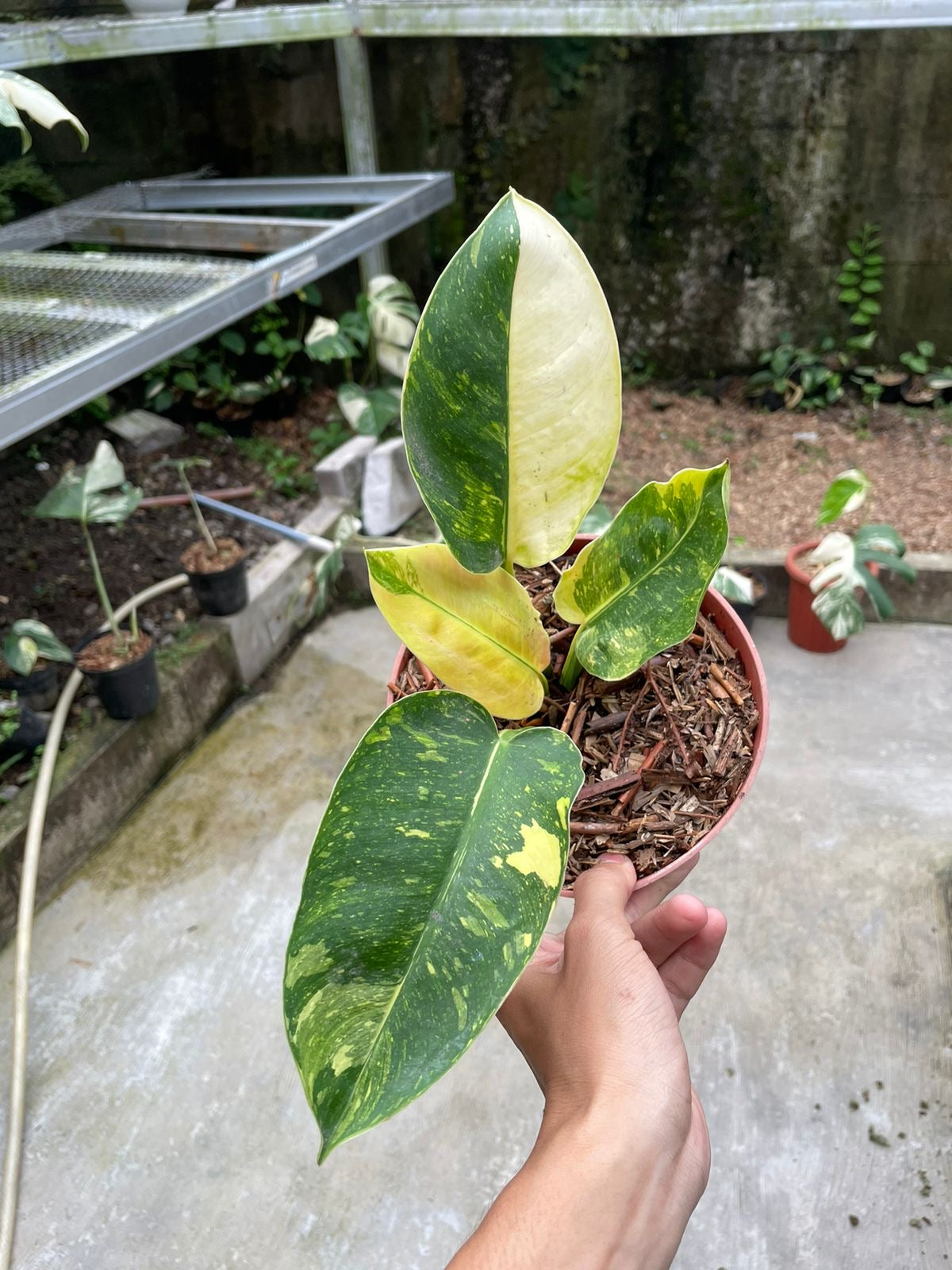 Philodendron "Green Congo Marble" variegated