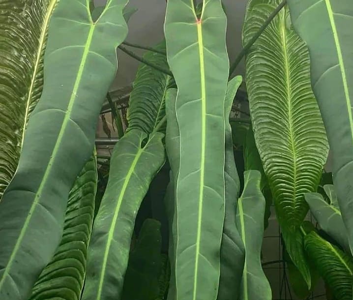 Philodendron spiritus-sancti