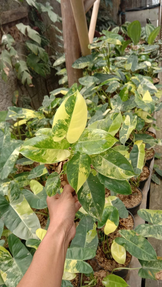 Philodendron burle-marxii variegated