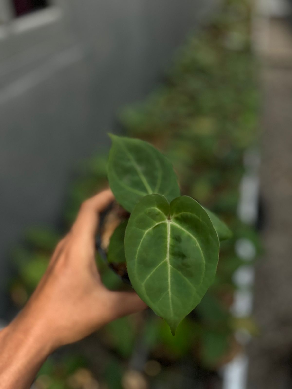 Anthurium hoffmannii pure