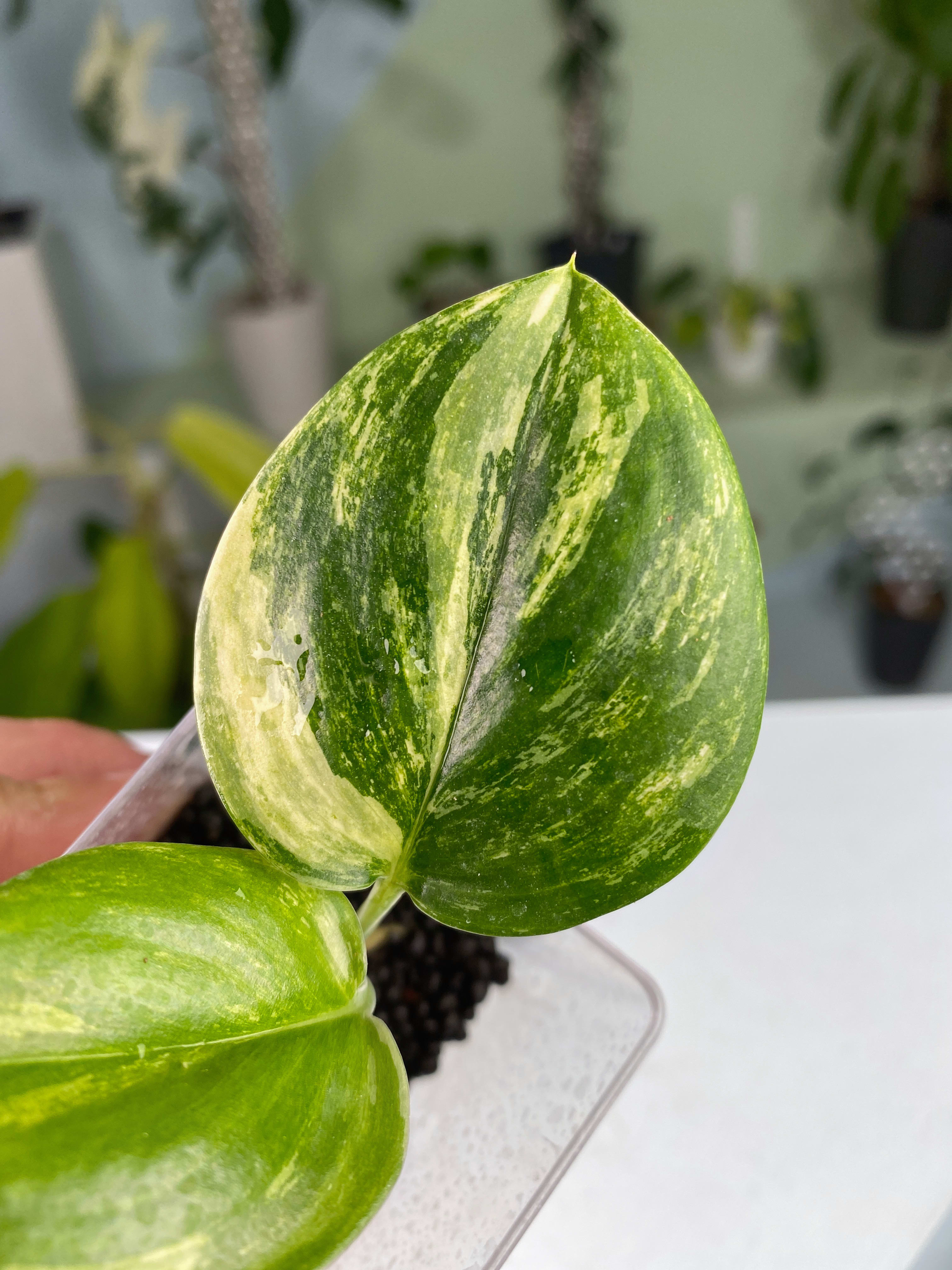 Scindapsus – OrchidBox Wholesale