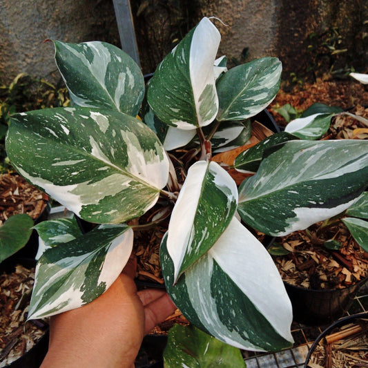 Philodendron "White Knight Marble" variegated *On Hand*