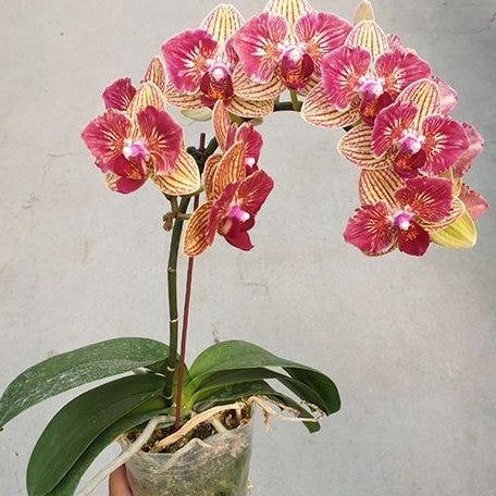 Phalaenopsis Fangmei Sweet (peloric 2 eyes) 2.5"