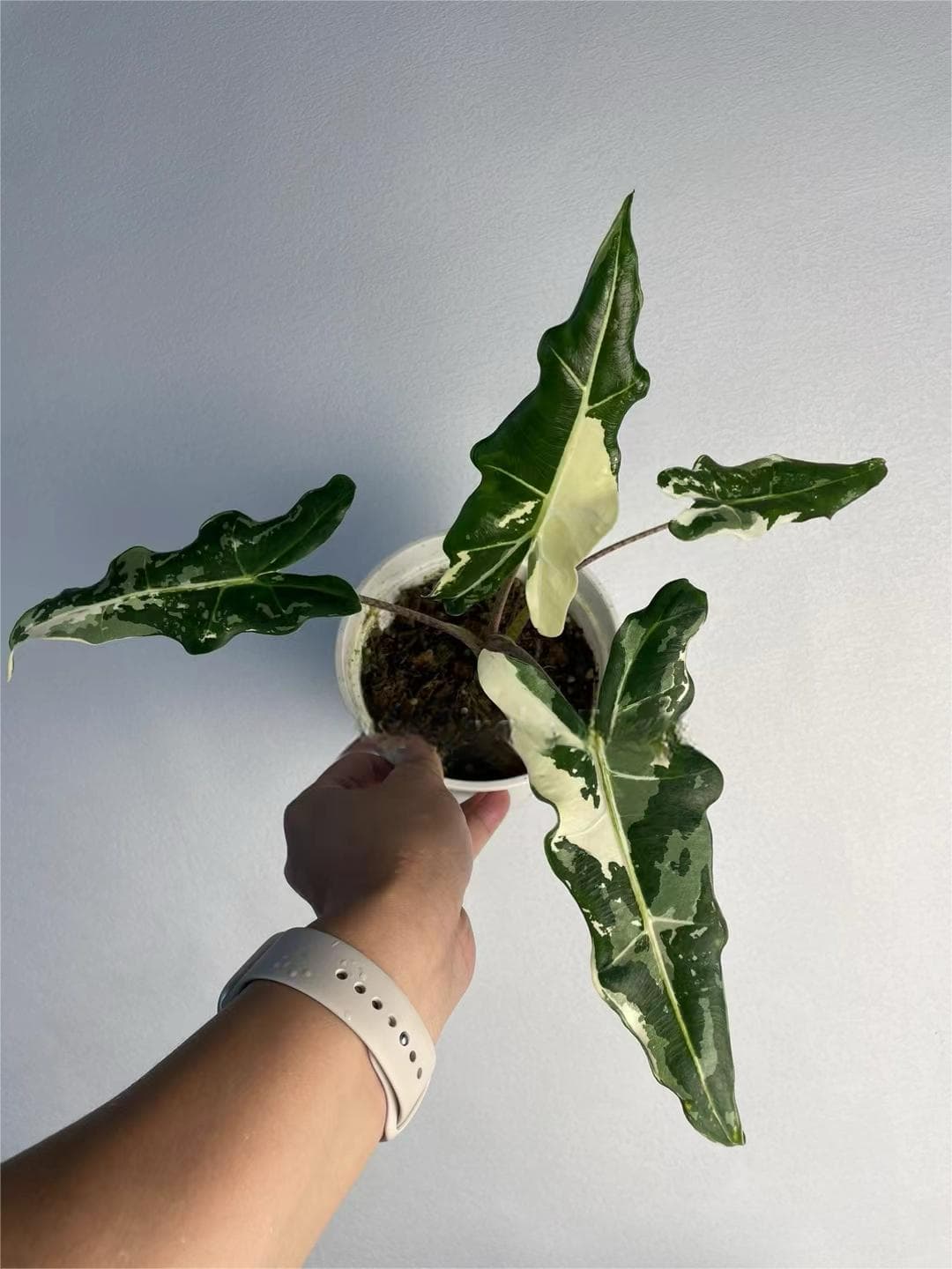 Alocasia Sarian Variegated TC Plantlet On Hand OrchidBox Wholesale alocasia-sarian-variegated-tc-plantlet-on-hand-orchidbox-wholesale