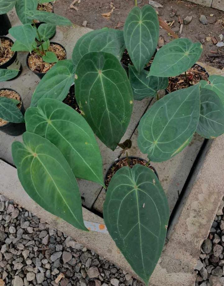 Anthurium "Red Spider"