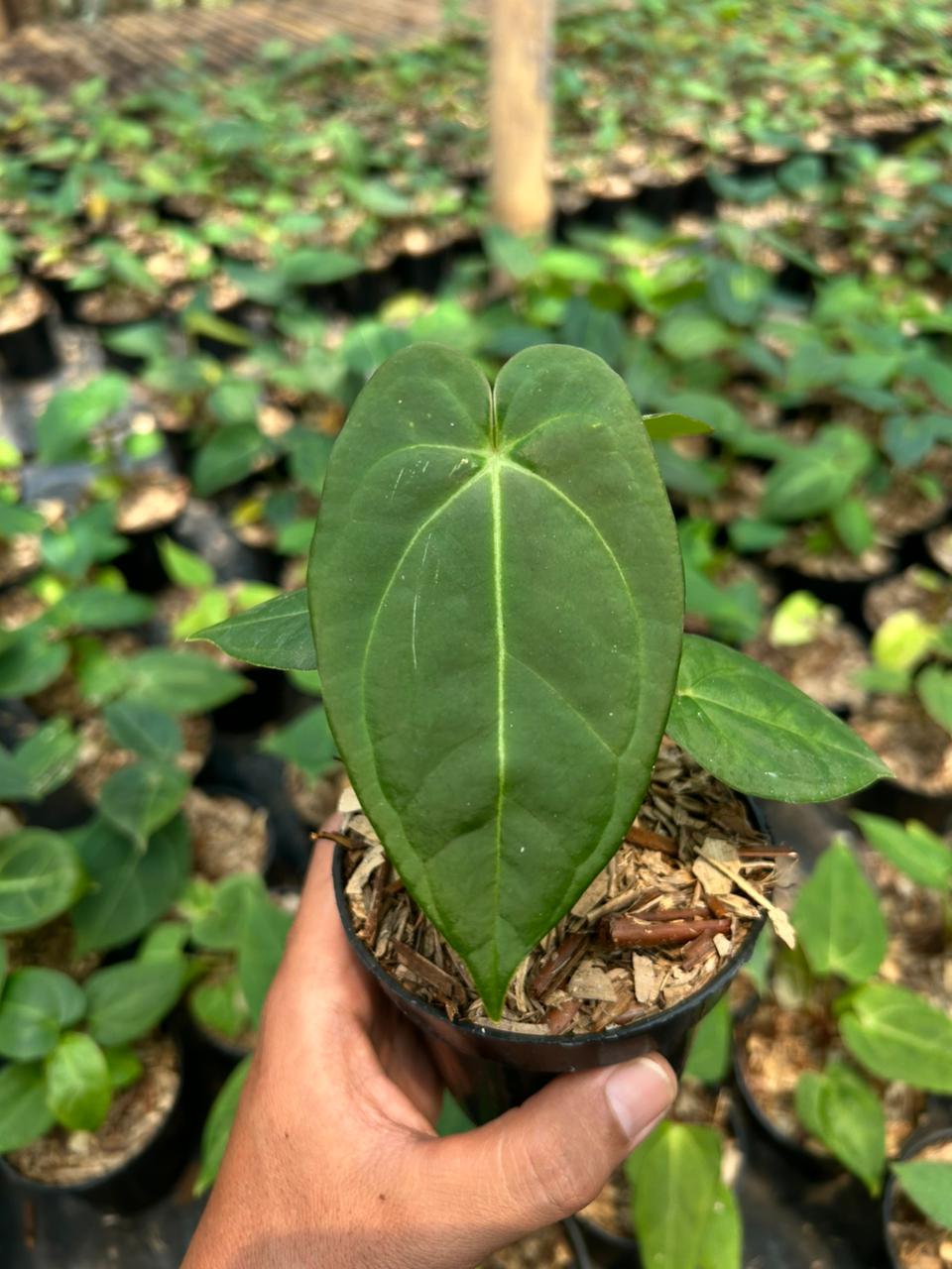 Anthurium "Blue papillilaminum"