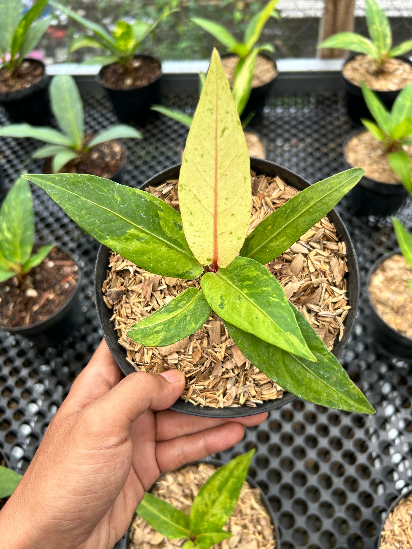 Anthurium "Sweeta Pink" variegated