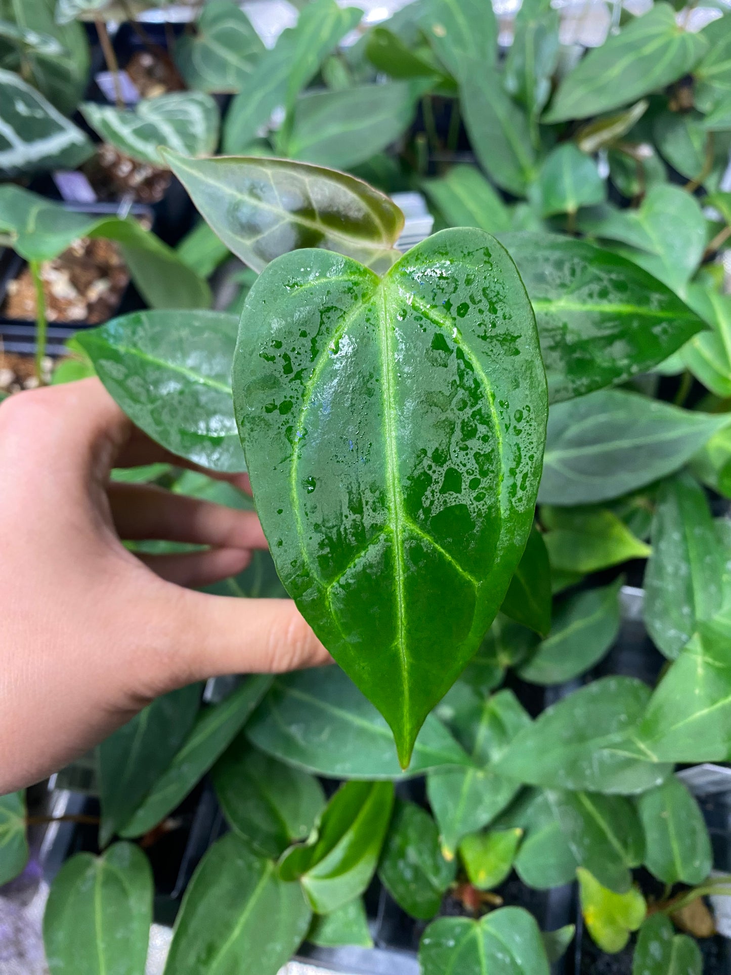 Anthurium papillilaminum × portillae