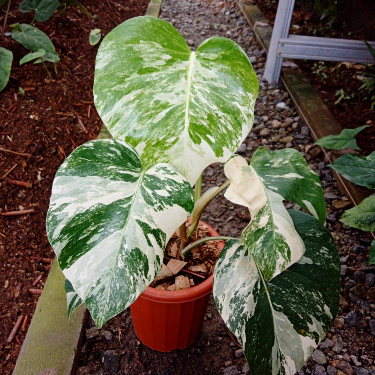 Monstera deliciosa Albo "Holland" Small 1-2 Leaf