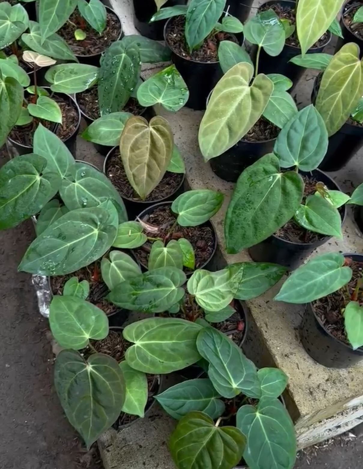 Anthurium dressleri x "Blue papillilaminum" *On Hand*