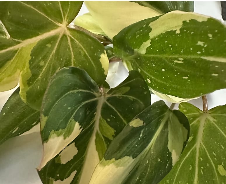 philodendron gloriosum tricolor Philodendron Gloriosum Tricolor – OrchidBox Wholesale