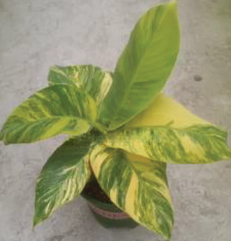 MusaYellow'Variegated'ムサイエローバリエガタ極黄斑入ラス① Musa 