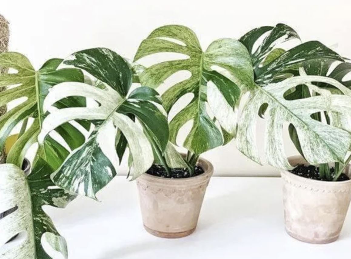 Monstera deliciosa "Mint" variegated premium TC Plantlet