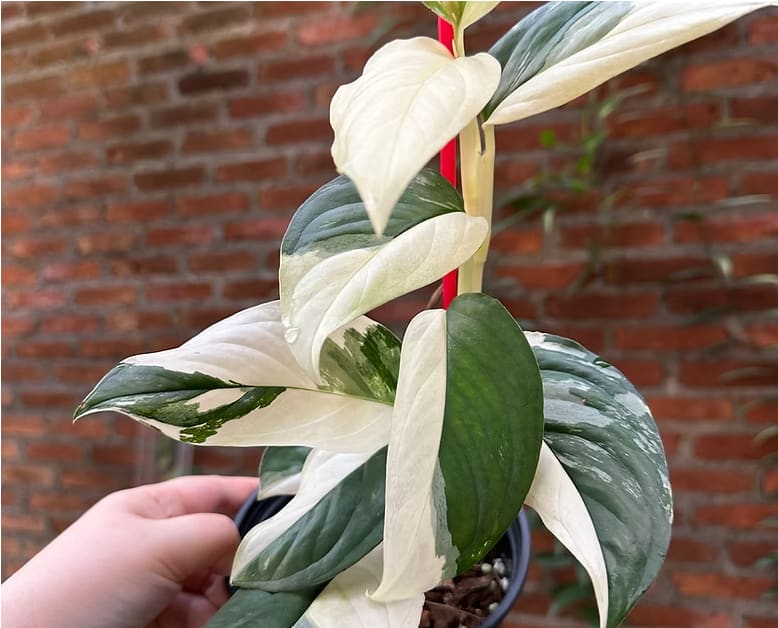 monstera acacoyaguensis Monstera acacoyaguensis variegated – OrchidBox Wholesale