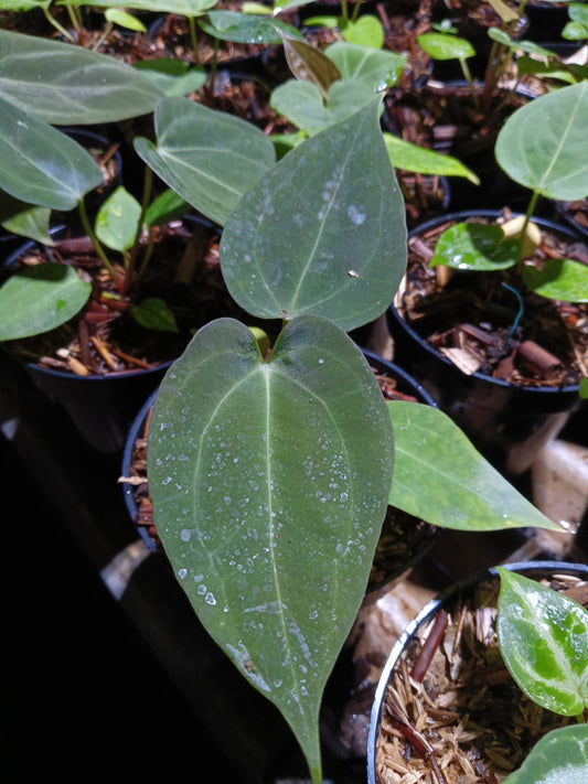 Anthurium papillilaminum × dressleri (same parents as Dark Phoenix)