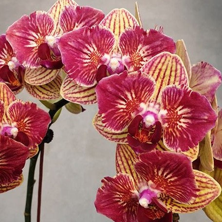 Phalaenopsis Fangmei Sweet (peloric 2 eyes) 2.5"