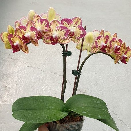 Phalaenopsis Fangmei Sweet 'Splash' 2.5"