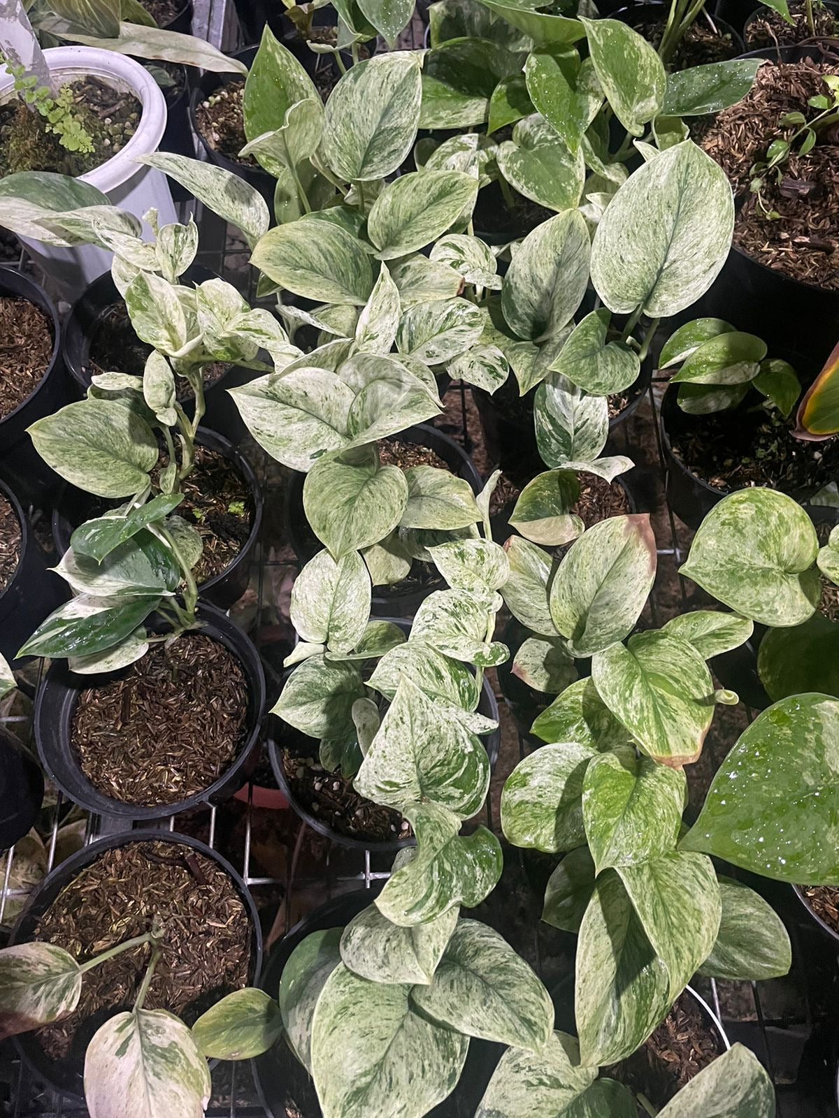 Scindapsus treubii "Moonlight" "Marble" variegated SM-MD