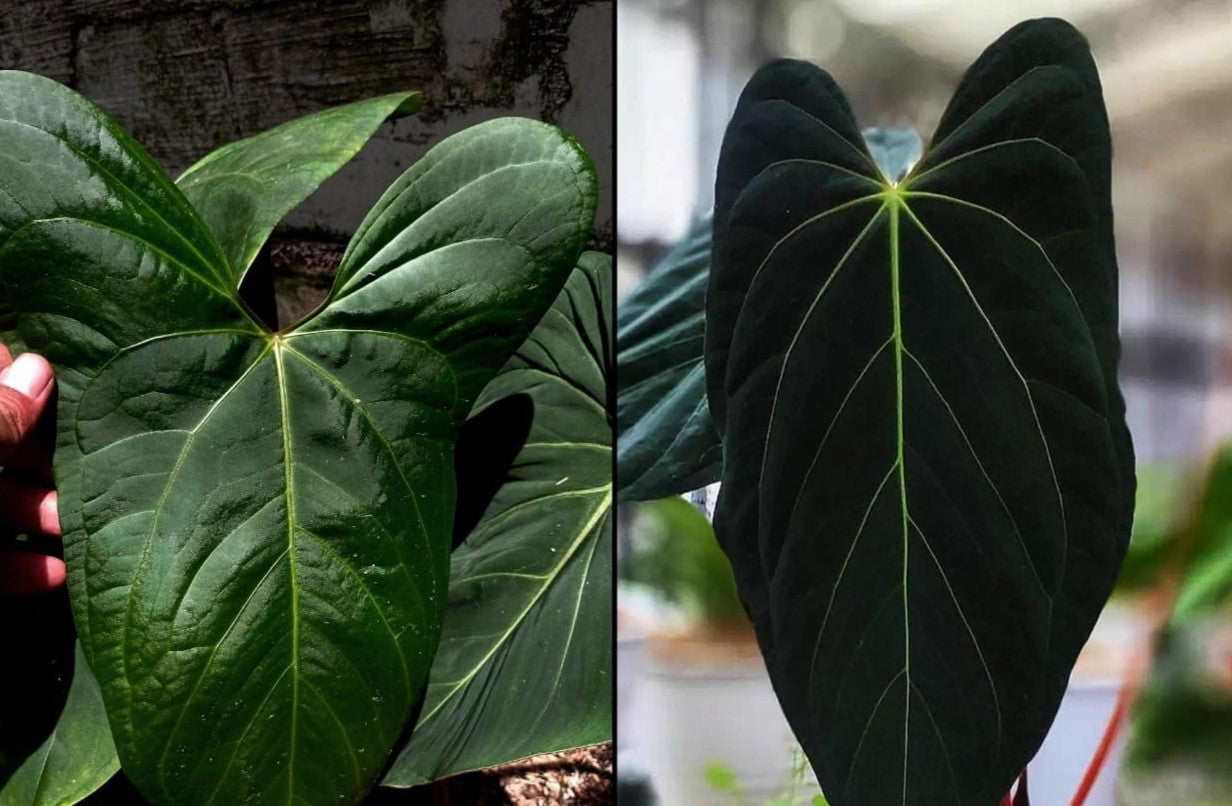 Anthurium papillilaminum × portillae