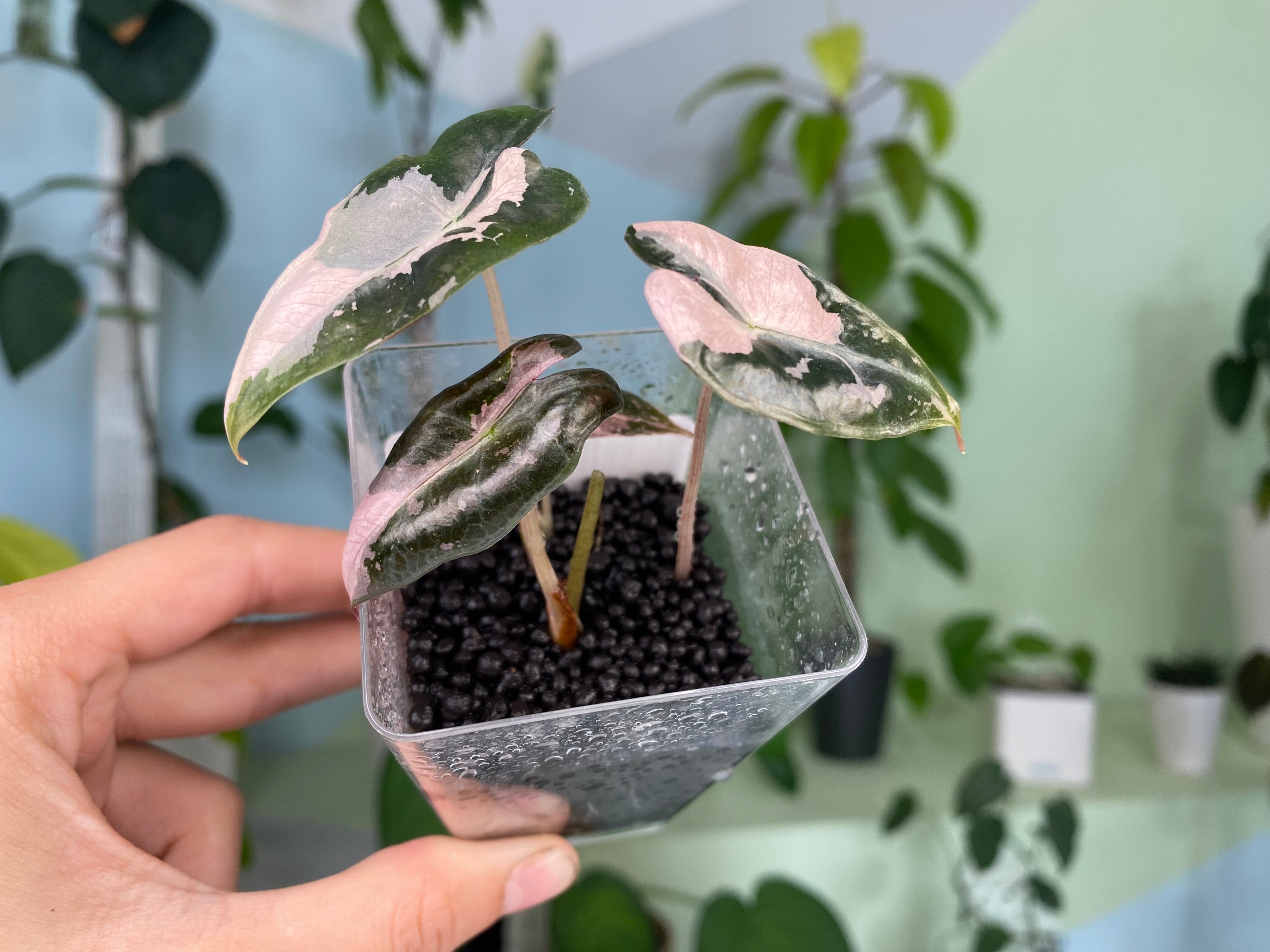 アロカシア・ノビリス・ピンク・バリエガータ 斑入り lsw311 Alocasia Nobilis Pink Variegated K Versionアロカシア・ノビリス