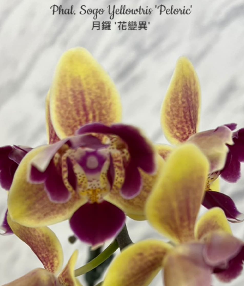 7f9ee833-46e7-412a-aab1-715c7c024e06.png