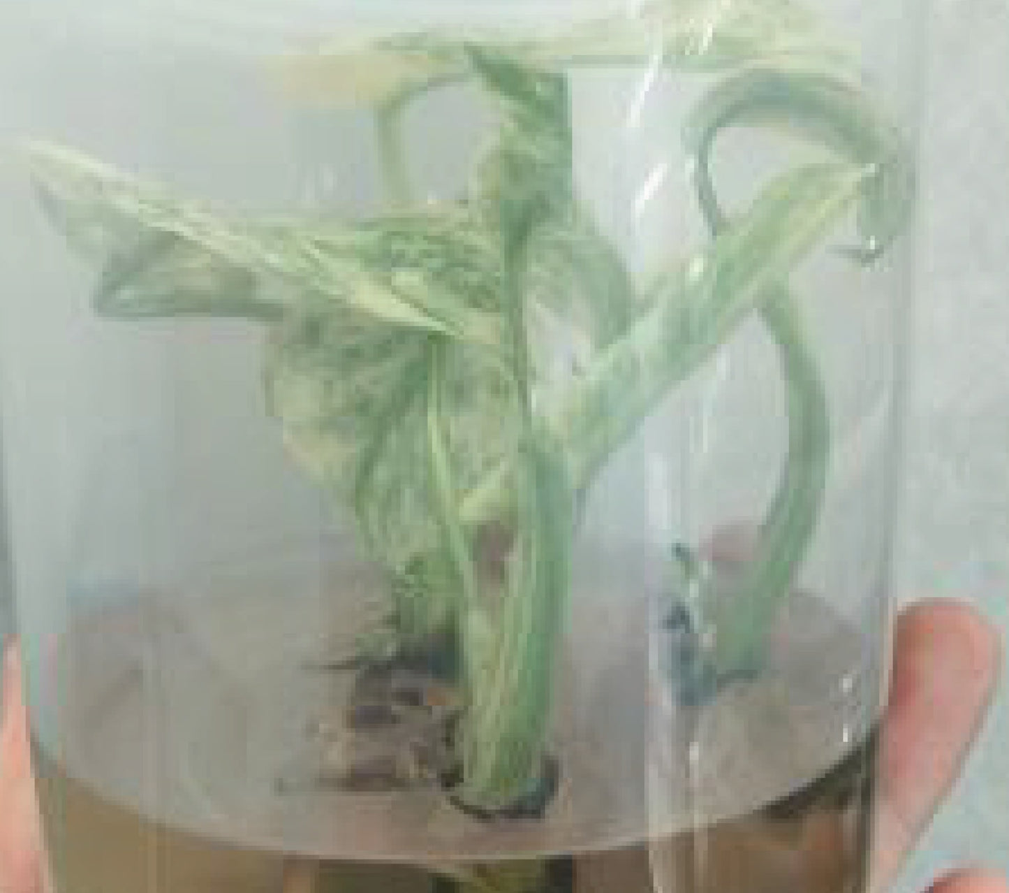 monstera deliciosa legacy variegated Monstera deliciosa "Legacy" variegated TC Plantlet – OrchidBox Wholesale