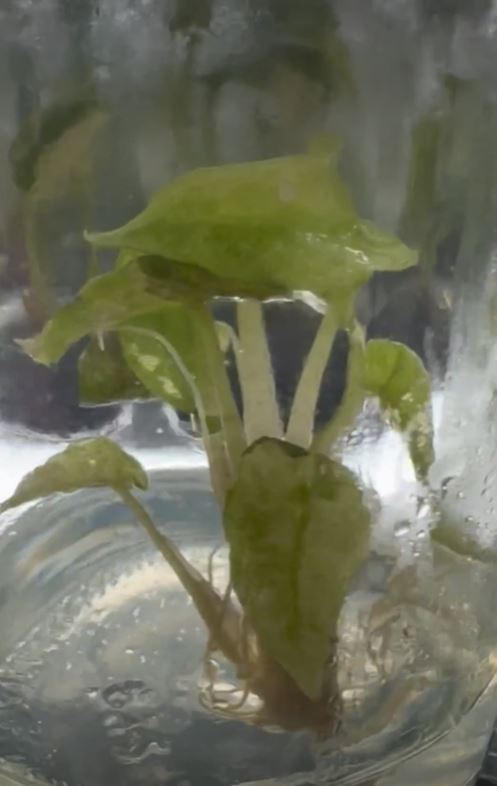 Alocasia Amazonica Pink TC Plantlet