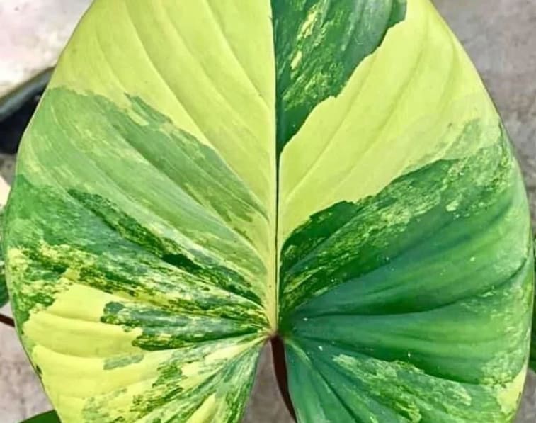 Homalomena rubescens "Aurea" variegated TC Plantlet