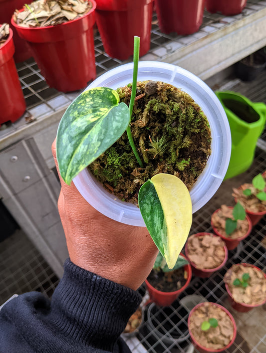 Scindapsus "Apolaki" variegated Small 1-3 leaf