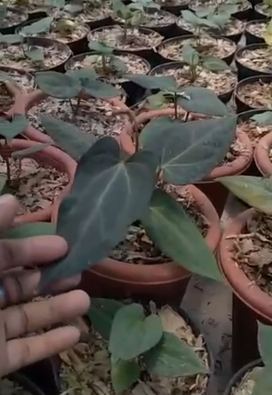 Anthurium "Red Crose" *On Hand*