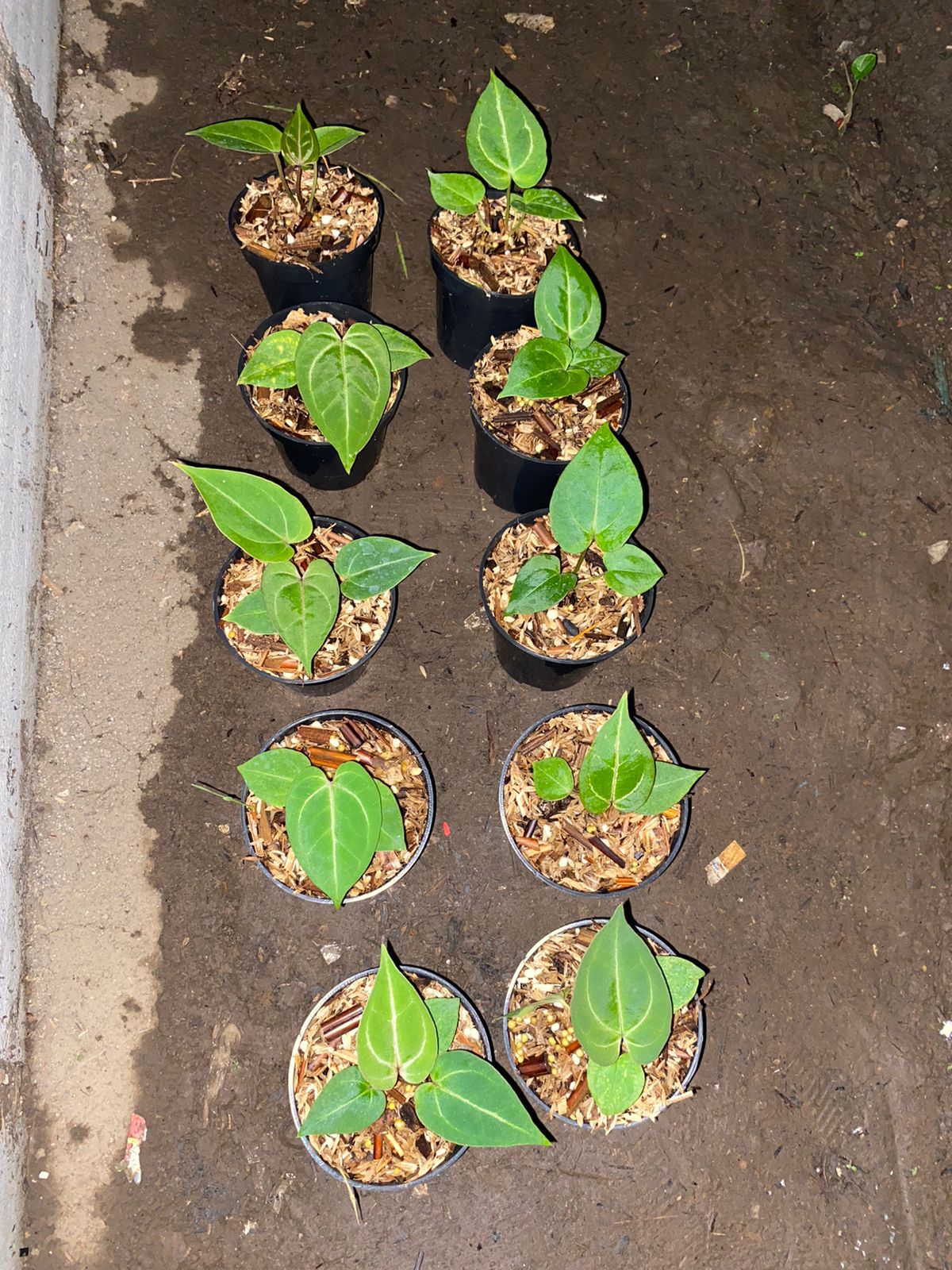 Anthurium "Red Java"