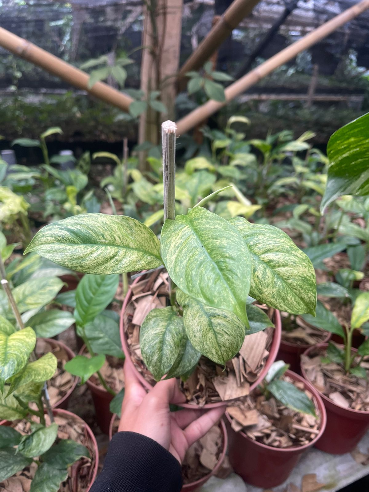 Rhaphidophora puberula variegated