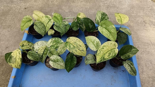Scindapsus “Cream Blue” variegata variegated