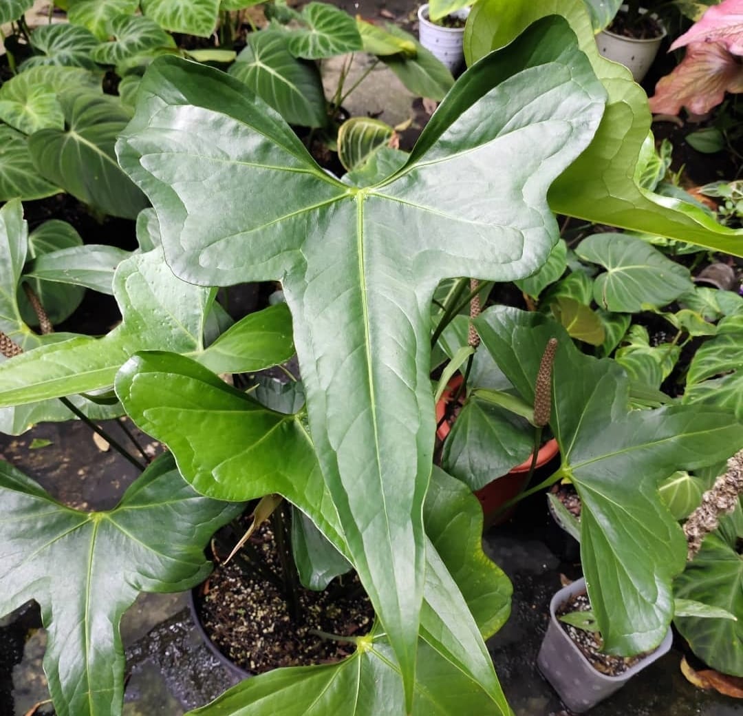 Anthurium "Dragonfly"