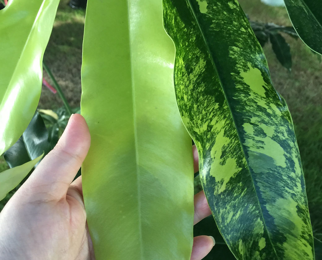 philodendron goeldii variegata Philodendron goeldii variegated TC Plantlet – OrchidBox Wholesale