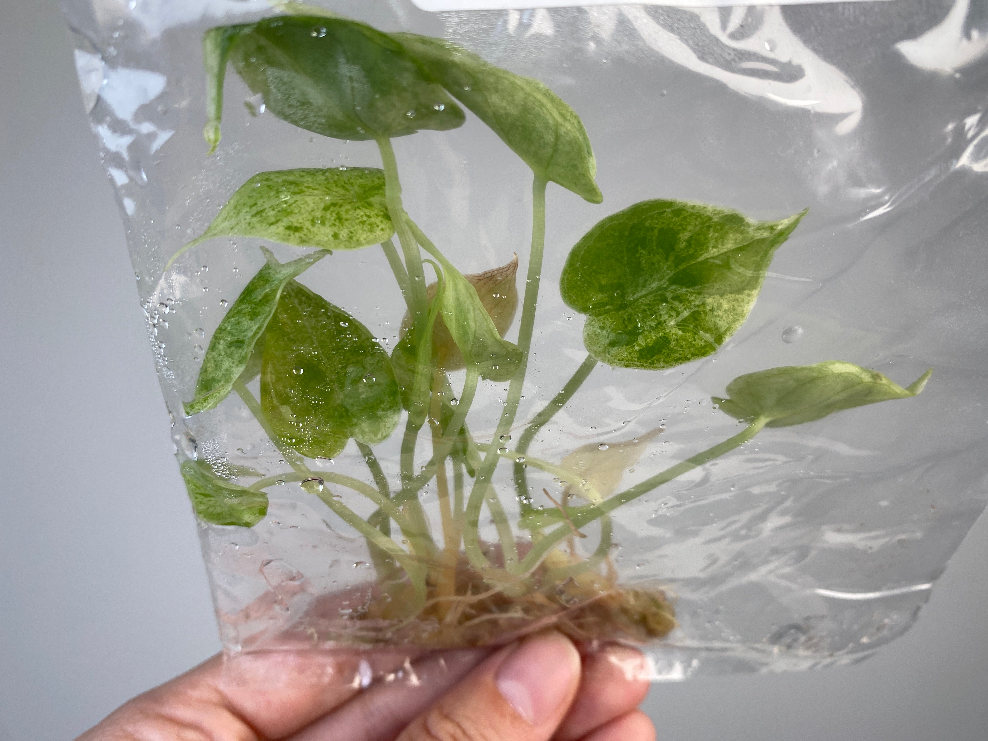 Alocasia baginda 